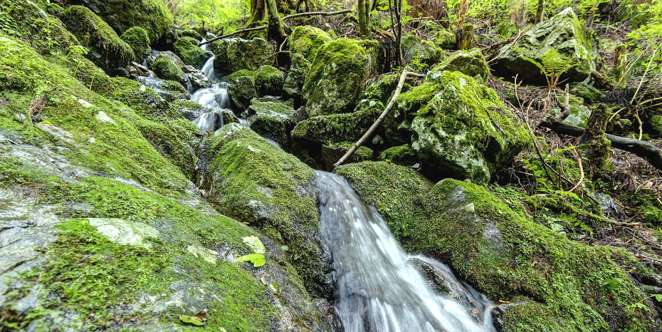 「緑のダム」の能力を上げる森づくり