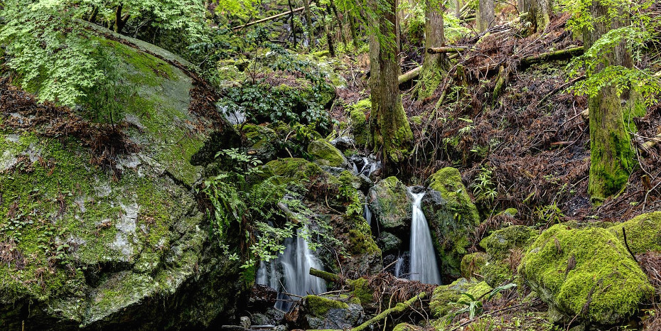 森林水文学研究者に聞く「緑のダムのためにできること」