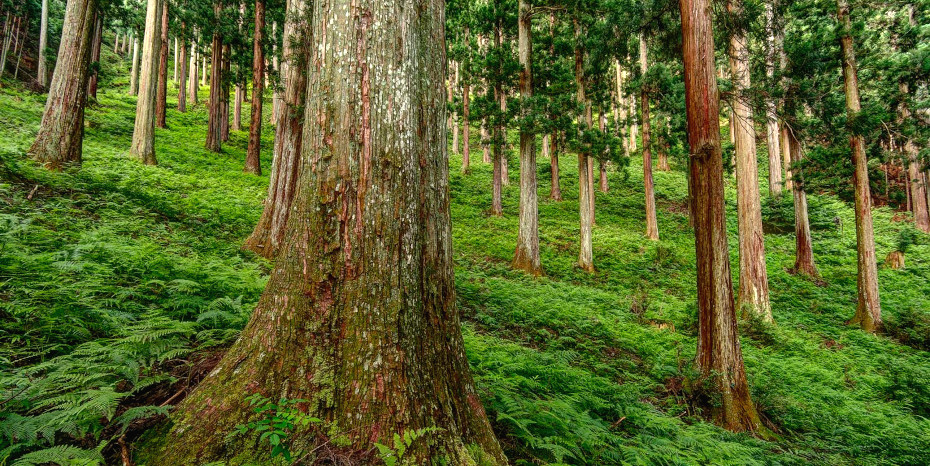 源流を支える森、日本と世界はどう違う？