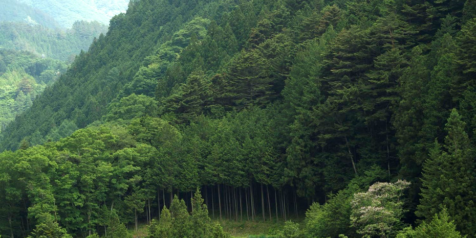 最前線が抱える森林管理の課題