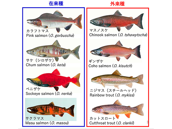 日本に生息するサケ属魚類の在来種と外来種。